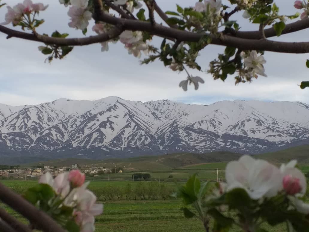 سرمازدگی و بیمه نداشتن بلای جان باغداران نهاوندی شد