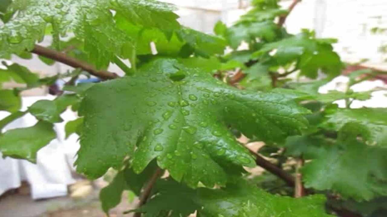 طراوت یک روز بارانی در سمیرم + فیلم