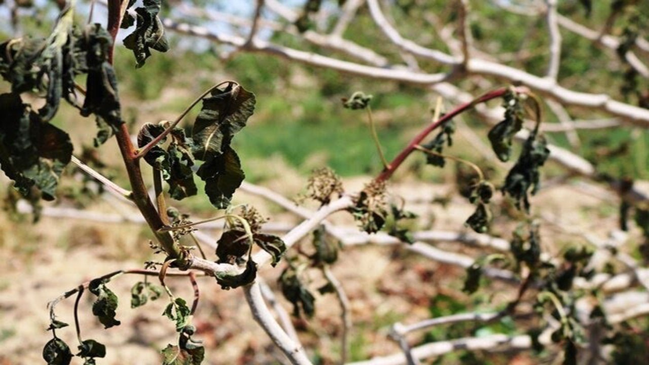 سرمای شبانه