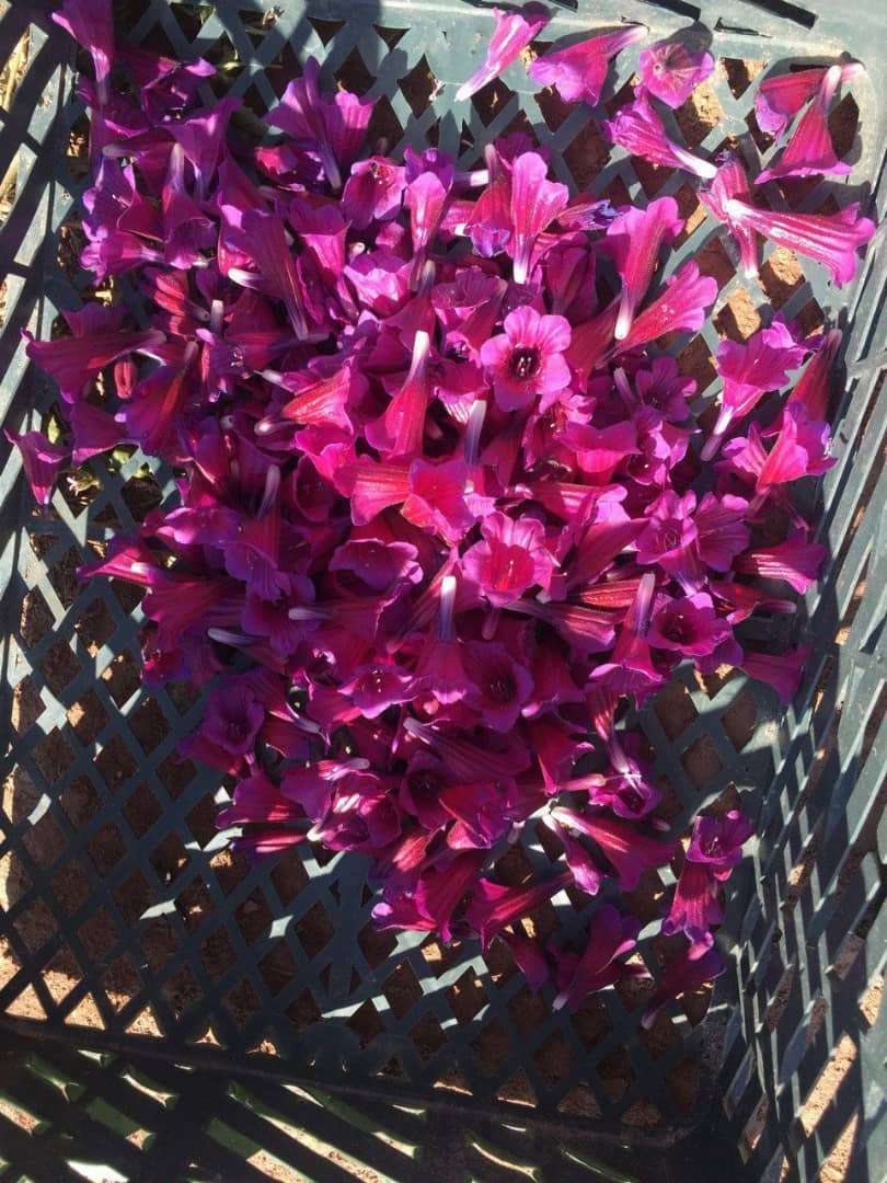 گیاهی جادویی که ثروتی رو به رشد را دنبال می کند
