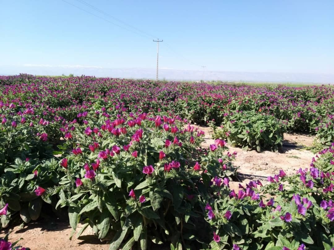 گیاهی جادویی که ثروتی رو به رشد را دنبال می کند