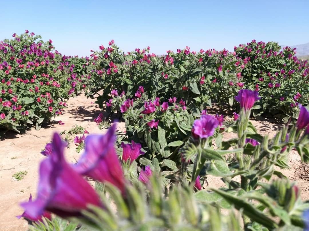 گیاه دارویی