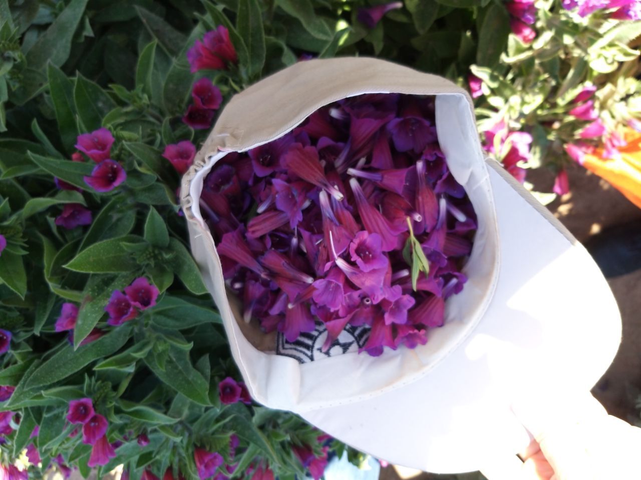 گیاهی جادویی که ثروتی رو به رشد را دنبال می کند