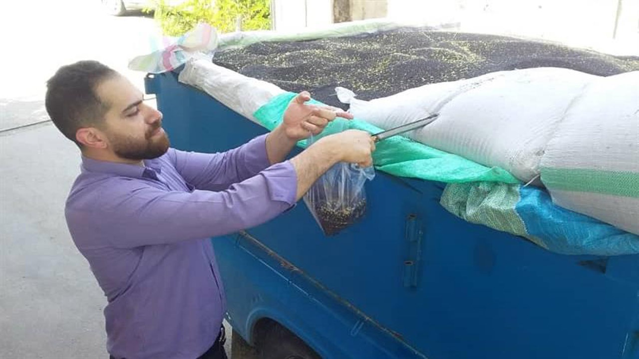 خرید یک هزار و ۸۱۵ تن کلزا در مازندران