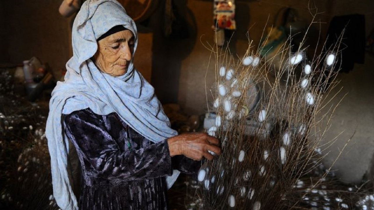 صنعت ابریشم شمال افغانستان در حال نابودی