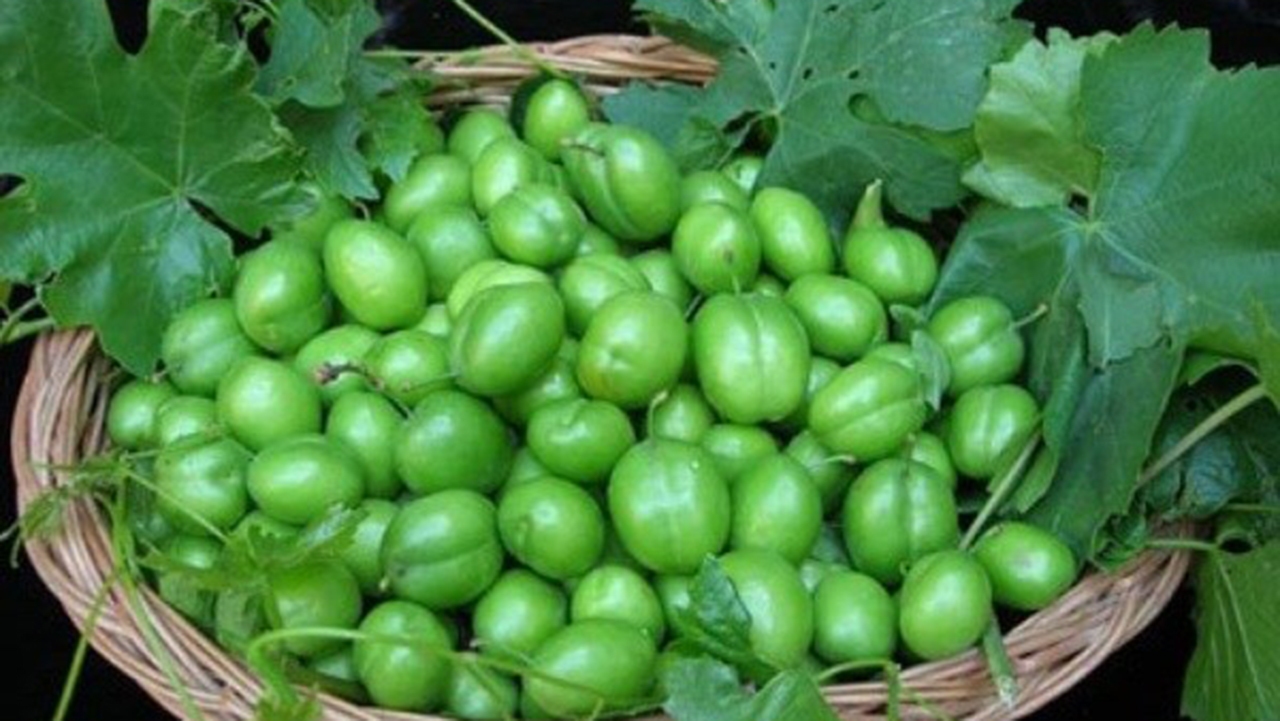 برداشت ۸۰ درصدی گوجه سبز در گلستان