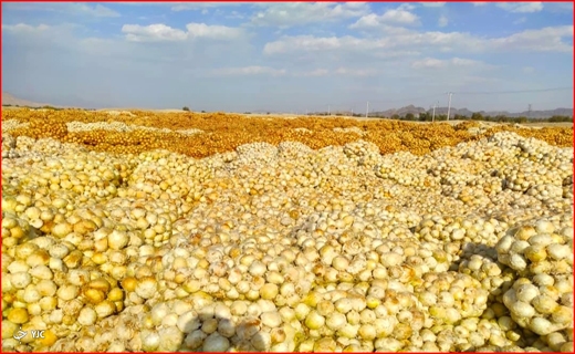 البرزی&zwnj;ها پای پیاده به دنبال شکر و روغن/ پیاز&zwnj;هایی که اشک زمین را در آورد!/ شناسایی و دستگیری خفاش شب فردیس