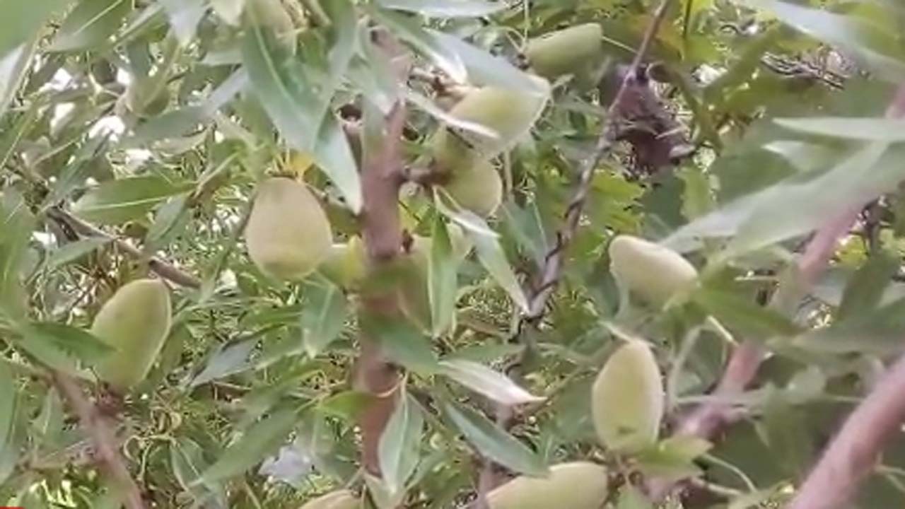 نمایی از درختان بادام در روستای جغدان + فیلم