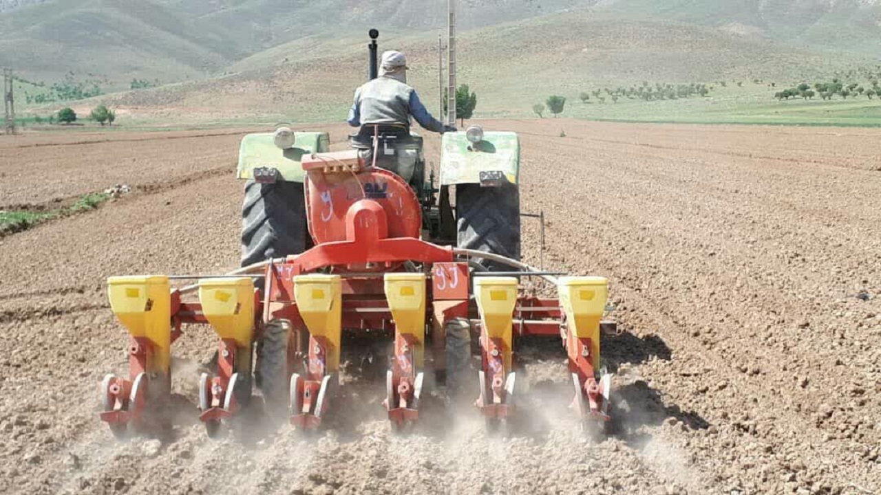 کشت چغندر قند در ۴۵۰ هکتار از اراضی کیار