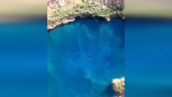 جنگل حرا، عجیب‌ترین جنگل ایران + فیلم