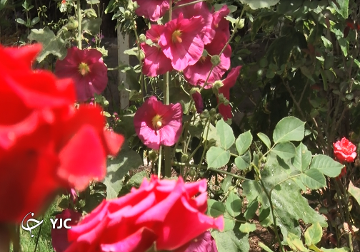 باغ گل&zwnj;ها در اهواز جان گرفت/ وقتی پرورش گل و گیاه، خانه را گلستان می&zwnj;کند