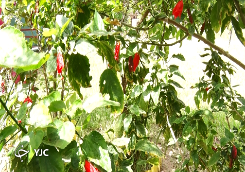 باغ گل&zwnj;ها در اهواز جان گرفت/ وقتی پرورش گل و گیاه، خانه را گلستان می&zwnj;کند