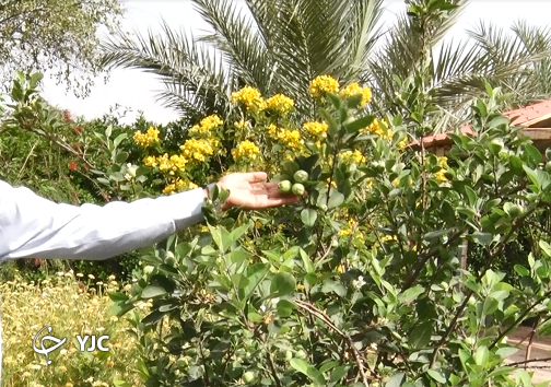باغ گل&zwnj;ها در اهواز جان گرفت/ وقتی پرورش گل و گیاه، خانه را گلستان می&zwnj;کند