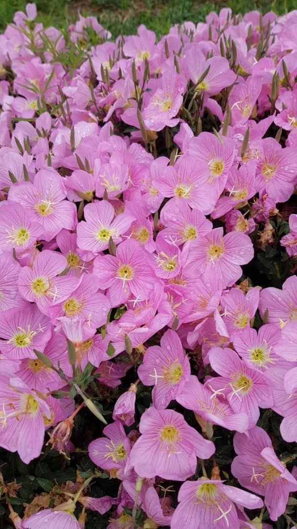 بهار در بوستان کوهسنگی
