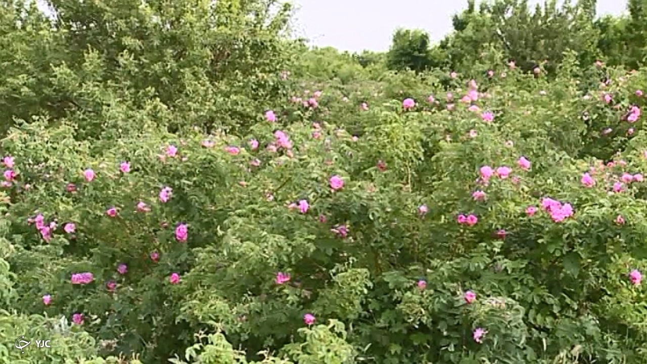شمیم عطر گل محمدی در گستره ۲۵۰ هکتاری خمین