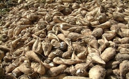 مزارع چغندرقند در خوزستان در عطش آب/ خشکسالی رُخ نشان داد