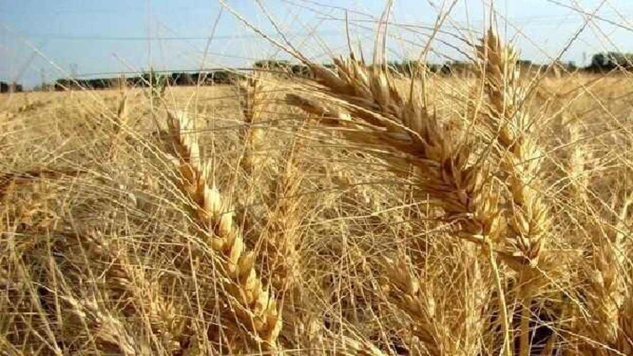 پیش‌بینی کاهش ۵۰ درصدی برداشت گندم درشهرستان همدان