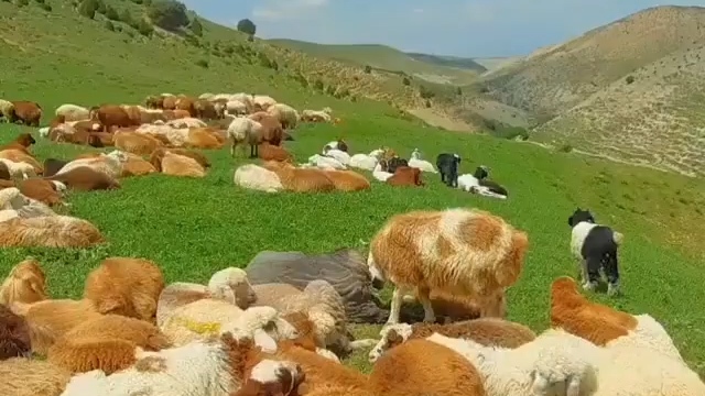 منظره‌ای فوق العاده دیدنی در ارتفاعات شیروان + فیلم