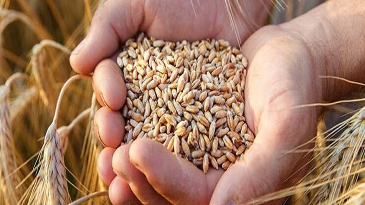 خراسان رضوی دارای مطمئن‌ترین ظرفیت ذخیره‌سازی گندم