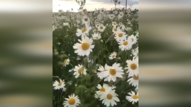 فندقلو، یکی از معروف ترین جنگل های ایران + فیلم