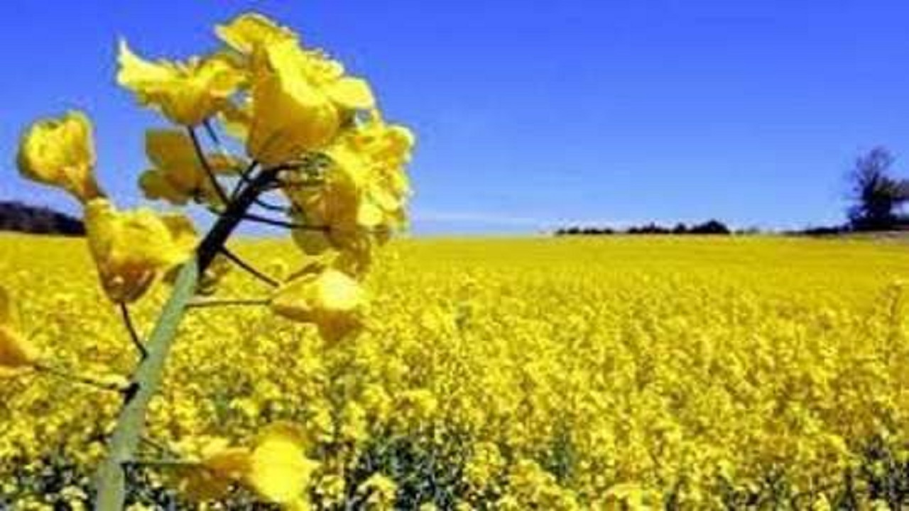 تولید ۳ هزار تن دانه روغنی کلزا در کشت و صنعت مغان
