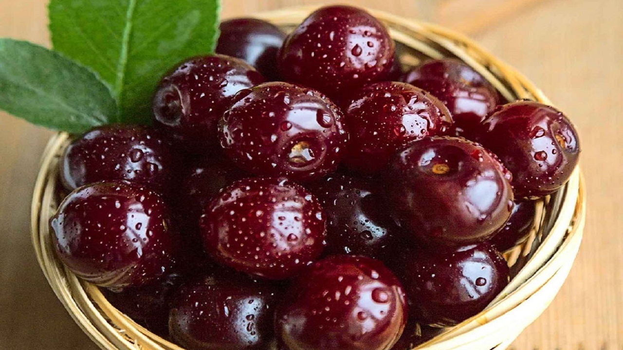برداشت آلبالو و گیلاس آغاز شد