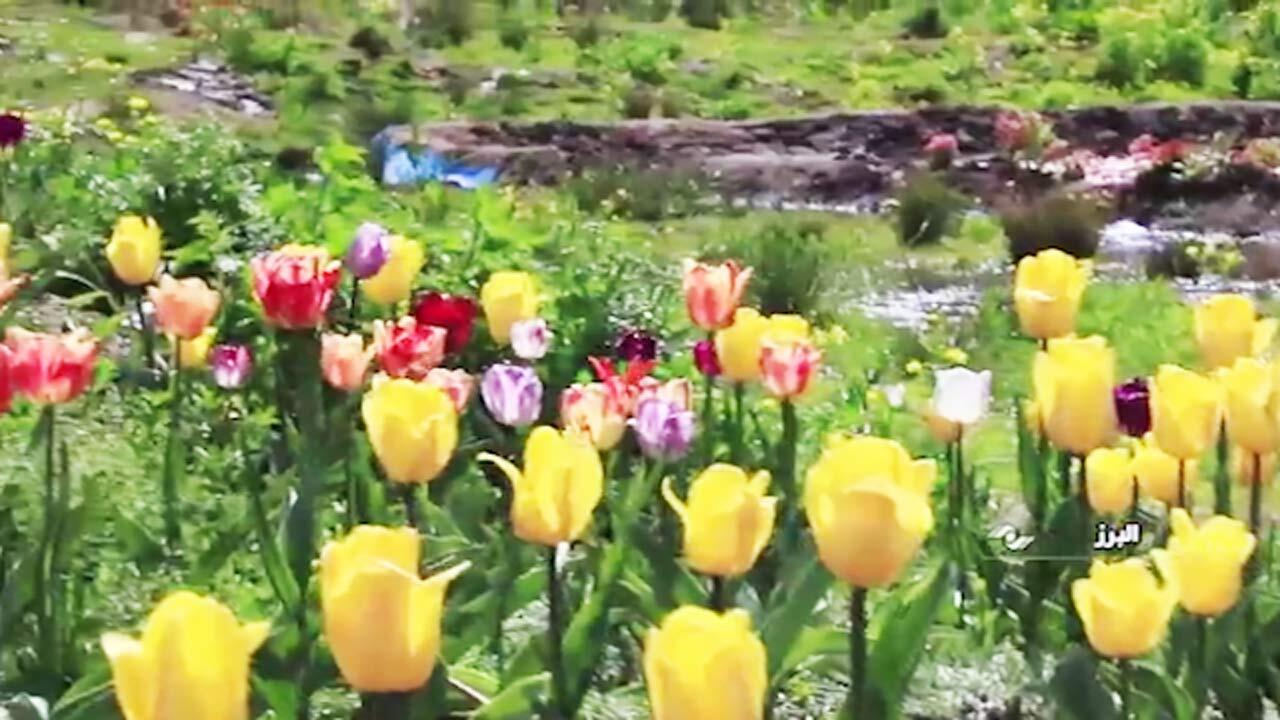 تبدیل پیست اسکی دیزین به دشت گل لاله! + فیلم