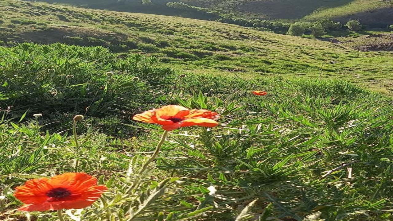 تصاویری از طبیعت بهاری در روستای آغمیون
