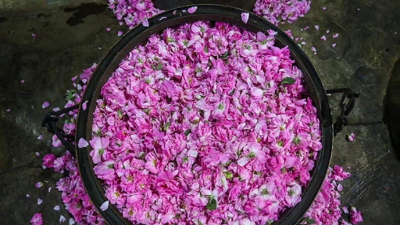 تصاویری از مزارع گل محمدی در برزک