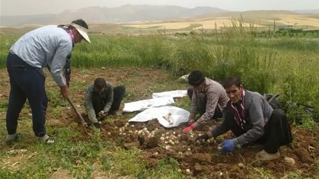  کشاورزان نهاوند