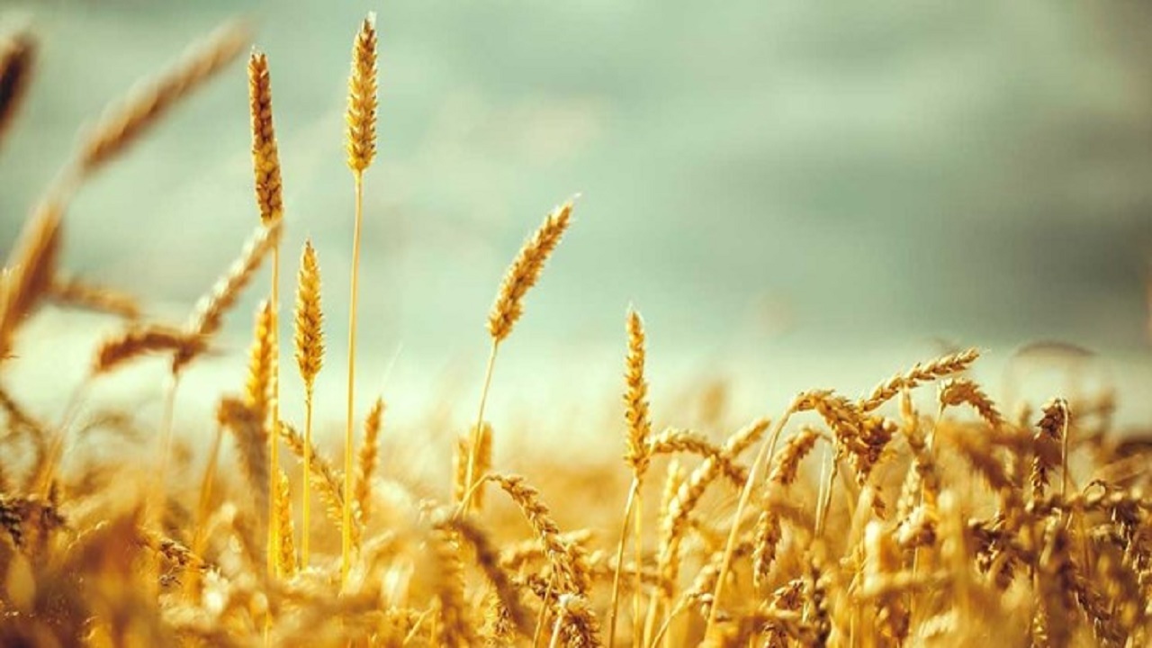 کاهش ۲۰ هزار هکتاری سطح زیرکشت گندم در استان اصفهان