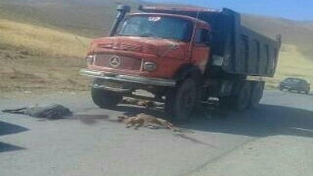 چهار راس گوسفند در روستای بوجین اسدآباد تلف شد