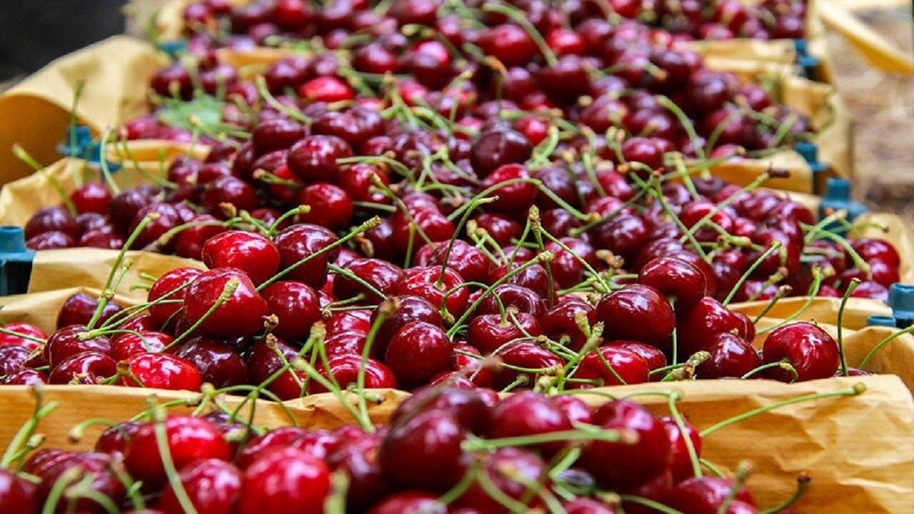 برداشت گیلاس از باغات طارم+ فیلم