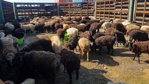 محکومیت ۱۳ میلیاردی برای قاچاق دام در آباده