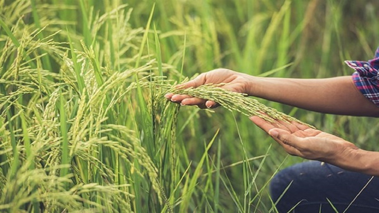 ظهور نخستین خوشه برنج در آمل