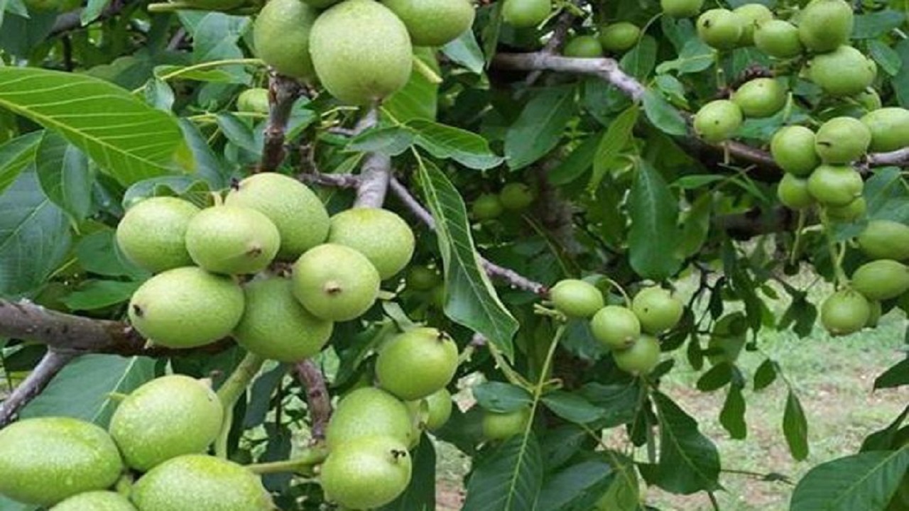 درخت گردوی ۴۰۰ ساله قربانی سودجویی