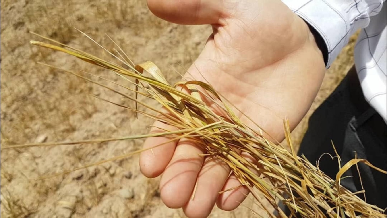 کاهش بارندگی ۵۰ میلیارد ریال به مزارع دیم میانه خسارت زد