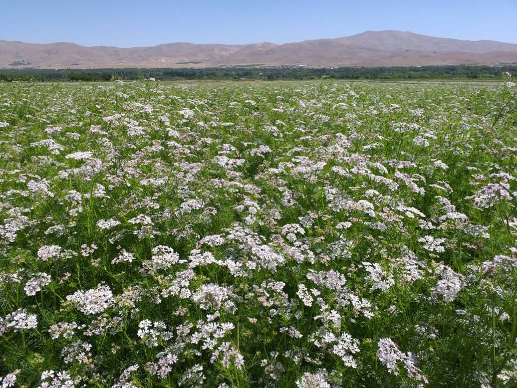 طلای سبز نهاوندی ها به جیب دلالان پاکستانی می رود