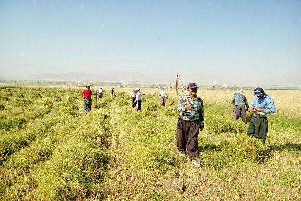 عطر گشنیزنهاوند در مشام دلالان پاکستانی