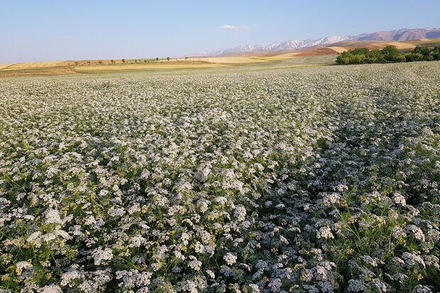 طلای سبز نهاوندی ها به جیب دلالان پاکستانی می رود