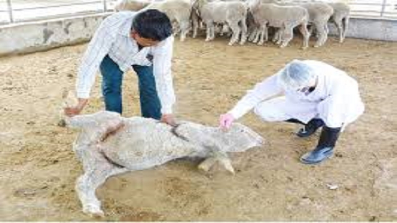 دامداران تب کنگو را جدی بگیرند