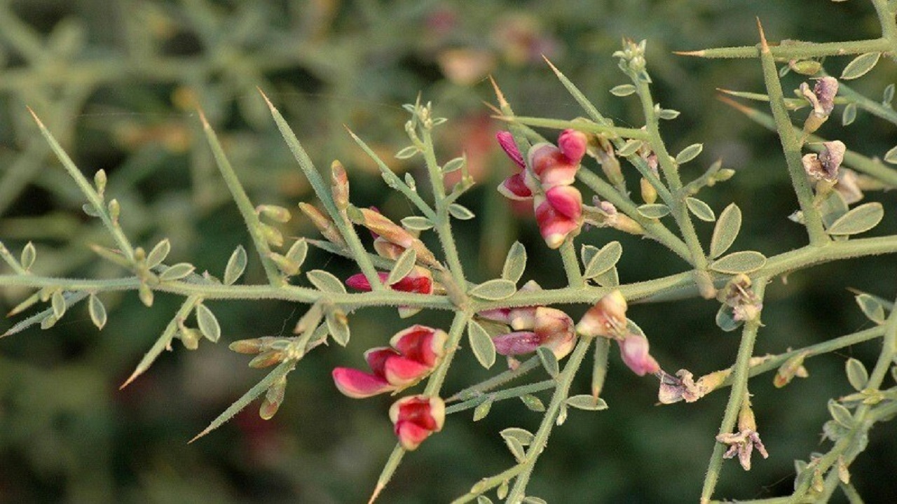 برای اولین بار در خلیل آباد ۳ هکتار از اراضی به زیر کشت خارشتر رفت