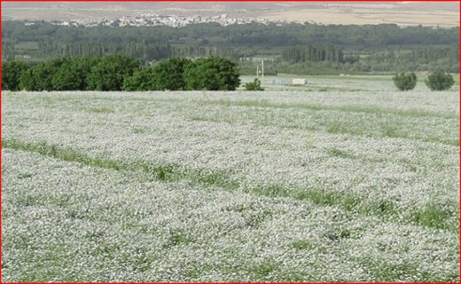 عارضه واکسن کرونا از شایعه تا واقعیت/ احیای صنعت ۹۰ ساله حوله&zwnj;بافی آذربایجان&zwnj;شرقی/ فعال شدن همه دوربین&zwnj;های هوشمند در محور&zwnj;های شمال