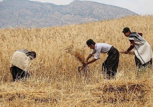 برداشت سنتی گندم در خوزستان