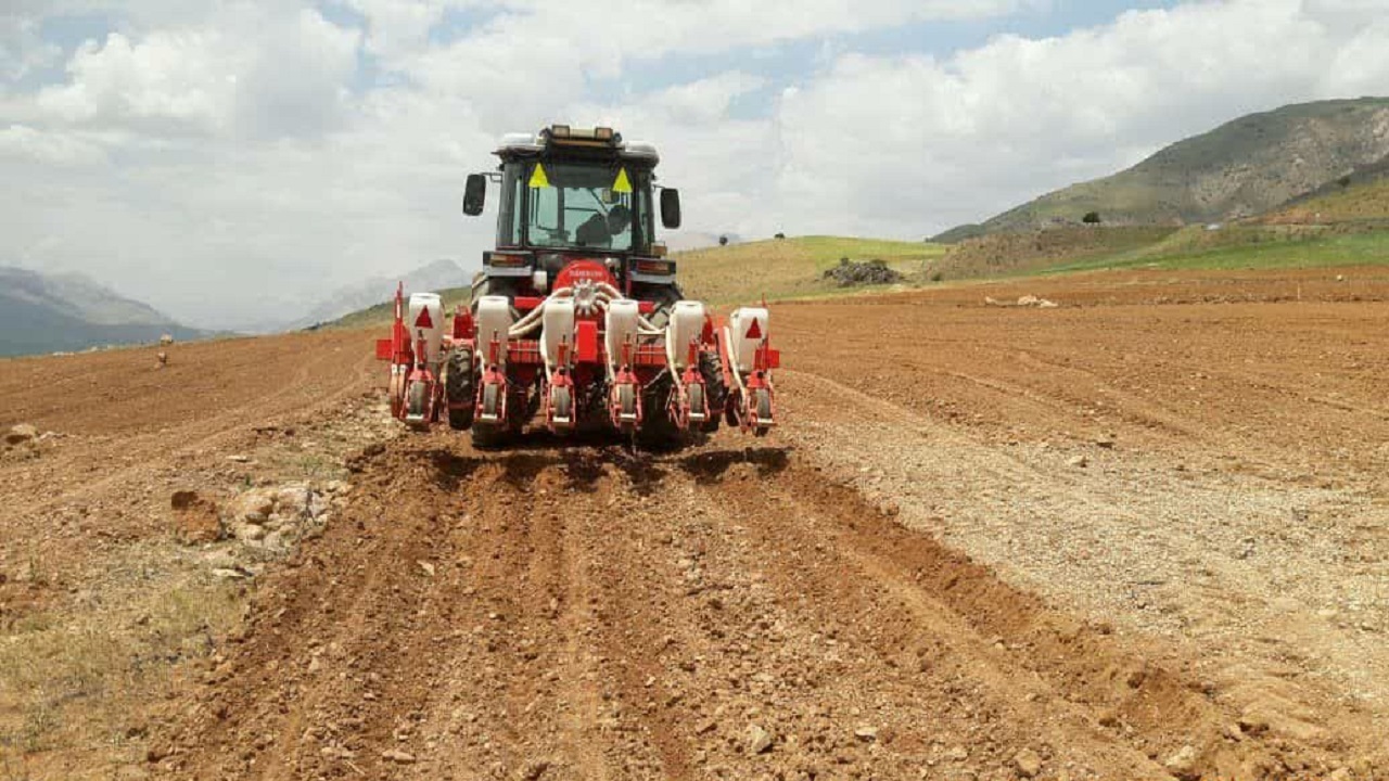 کشت چغندرقند در اردل پایان یافت