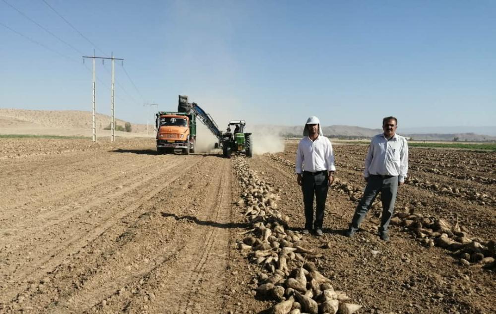 برداشت چغندر قند پاییزه در فسا آغاز شد