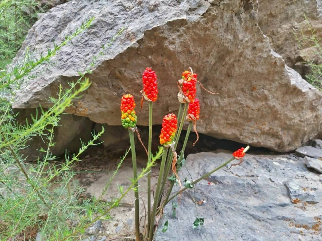 دره ای رویایی در خراسان رضوی