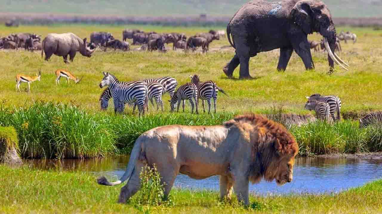 همه چیز‌هایی که باید درباره تنوع زیستی بدانید