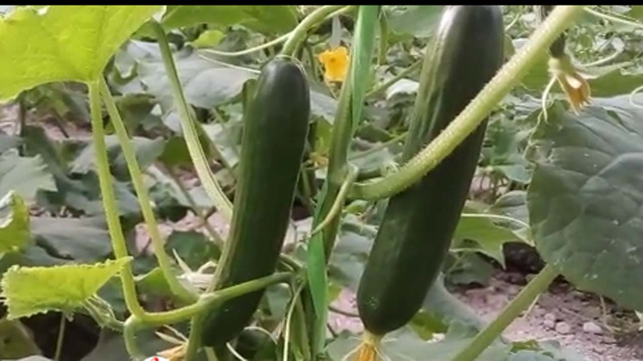 برداشت محصول خیار از گلخانه در روستای محمدیه + فیلم