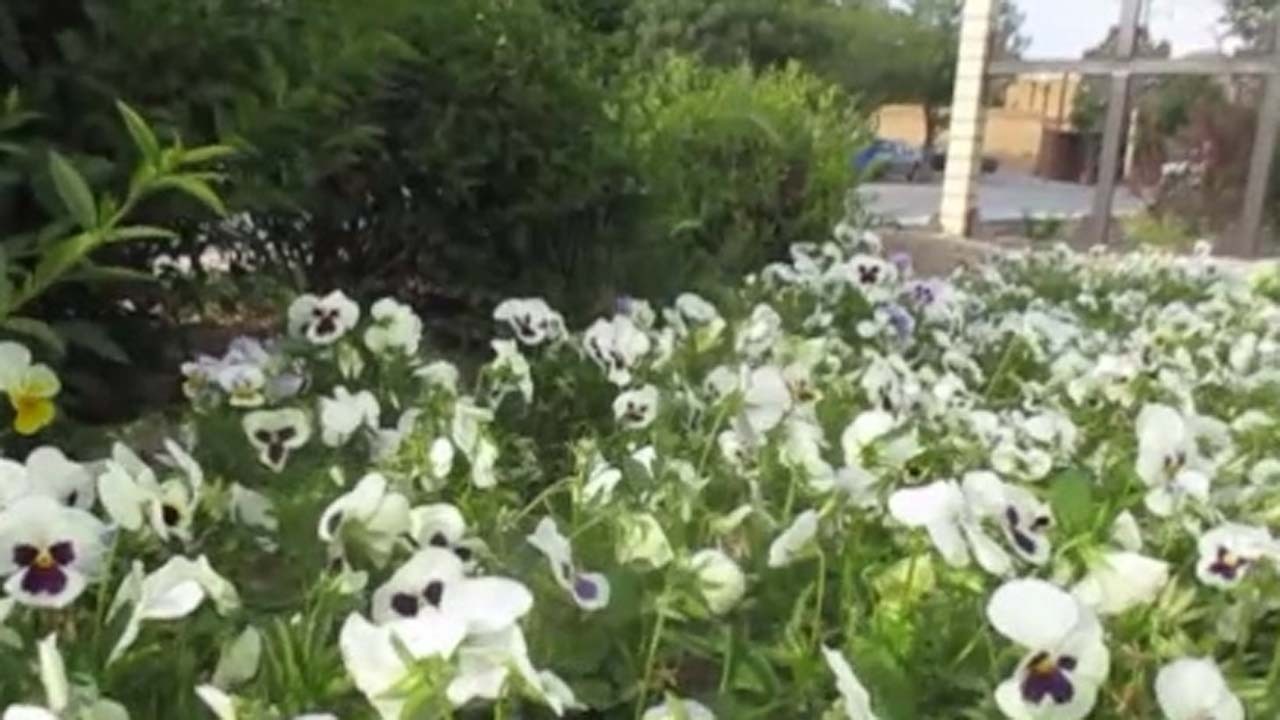 از برداشت محصول خیار از گلخانه در روستای محمدیه تا گلایه مسافران از تاخیر حرکت قطار مشهد به بندرعباس + فیلم و تصاویر
